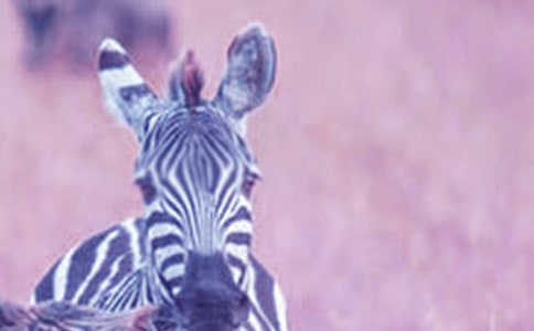 美術(shù)小斑馬教案