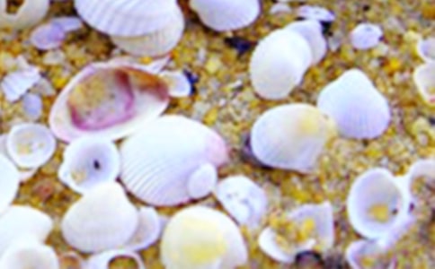 【實(shí)用】關(guān)于貝殼的作文15篇