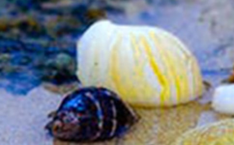 小貝殼教案設(shè)計