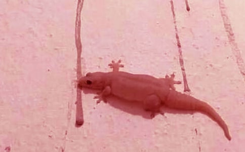 С�ڻ�׽���x�w���̰�