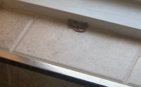 調皮的小壁虎作文