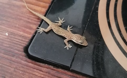 С�ڻ���β������