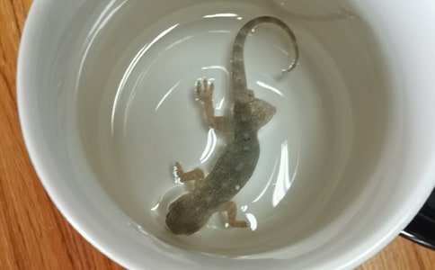 《小壁虎借尾巴》優(yōu)秀教案設(shè)計(jì)(10篇)