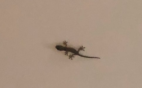 С�ڻ�����