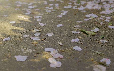 ���� �����cѩ��