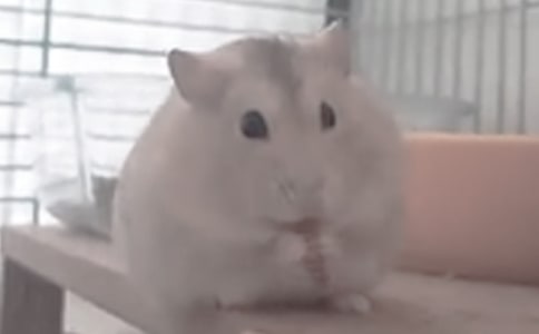 貪玩的倉鼠-小動物作文