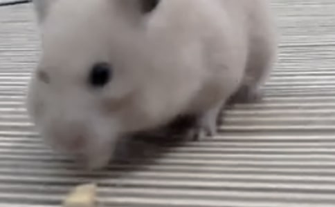 倉鼠有趣的作文600字5篇