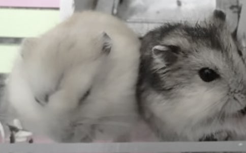 �ɐ۵Ă}(c��ng)������