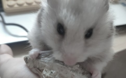 可愛的小倉鼠作文