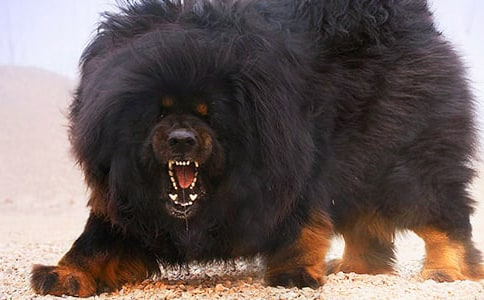 藏獒神話,愿者上鉤