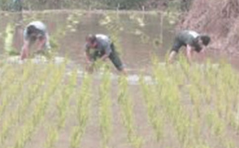 三年級(jí)看插秧苗的作文