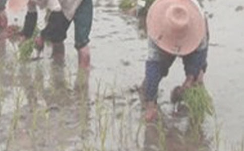 龍門縣將推廣插秧機(jī)當(dāng)作一項(xiàng)政治任務(wù)來抓