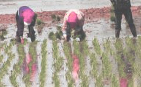 插秧400字四年級(jí)作文(精選40篇)