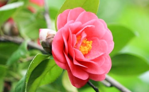 那燦爛的山茶花作文