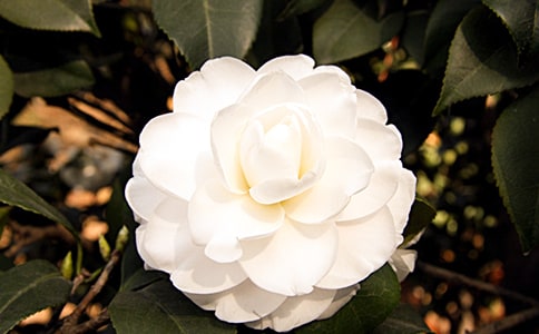 山茶花作文通用15篇