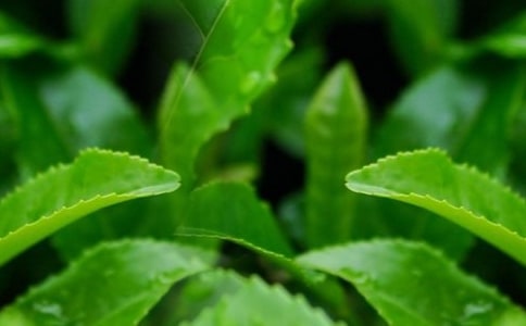 認(rèn)識(shí)茶葉大班科學(xué)教案