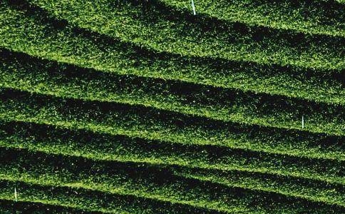 《茶葉》中班科學(xué)教案