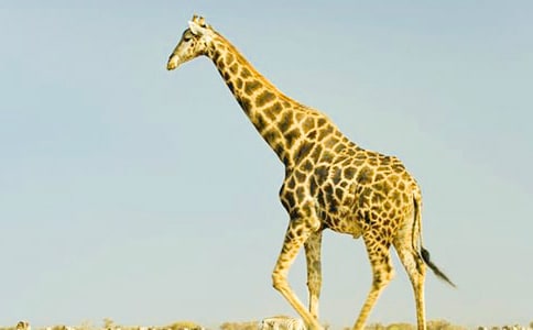 中班美術(shù)長頸鹿教案