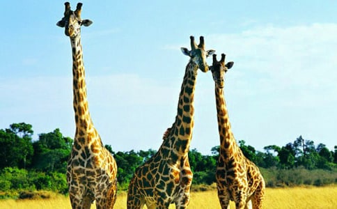 長(zhǎng)頸鹿的圍巾作文