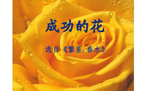 五四青年節(jié)演講稿:成功的花兒