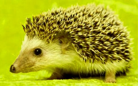 �¸ҵ�С��⬽̰�