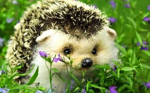 小刺猬三年級作文