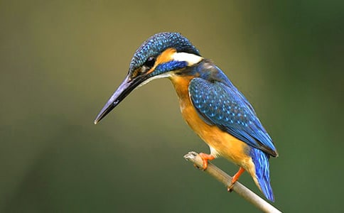 翠鳥教案模板八篇