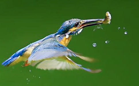 翠鳥(niǎo)教案九篇