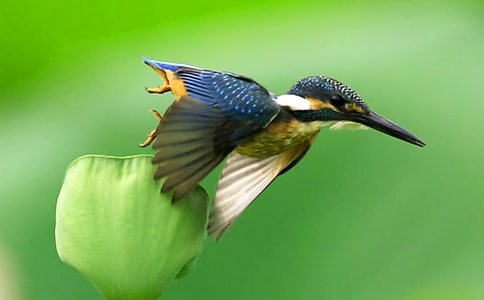 ���ա����B(ni��o)����(xi��)һ�N�B(ni��o)��ľ�B(ni��o)���ģ����x60ƪ��