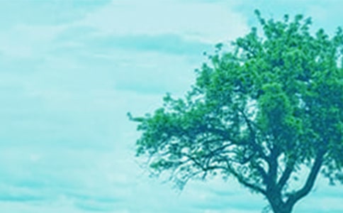 大樹和小樹作文15篇