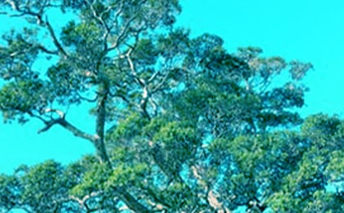 2022仰望大樹作文