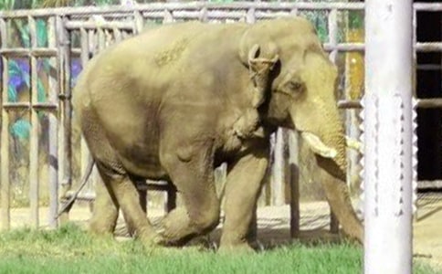 《大象的眼淚》讀后感6篇