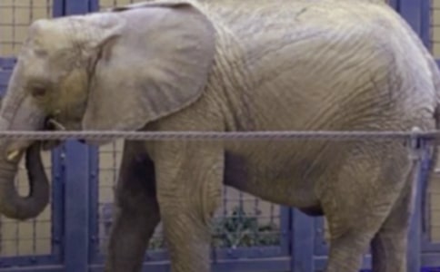 大象找工作作文650字