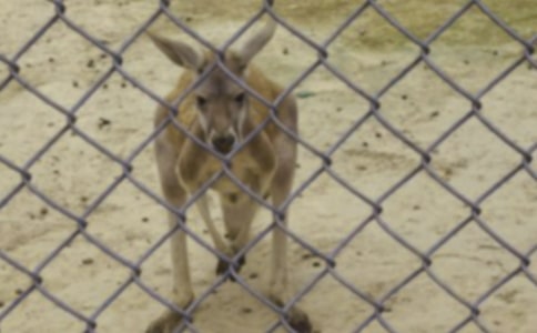 幼兒小班體育游戲《小袋鼠找媽媽》教案