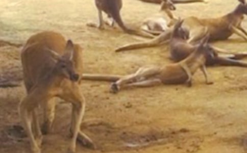 ��չ�Ŀ�������\��