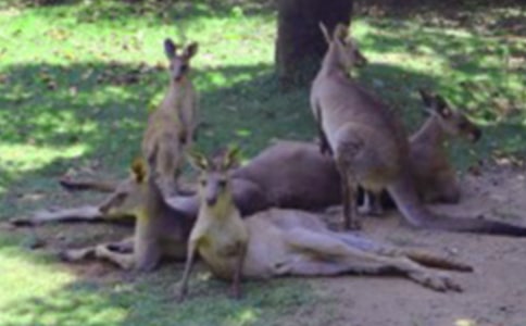 大班體育活動(dòng)《調(diào)皮的小袋鼠》教案(通用10篇)