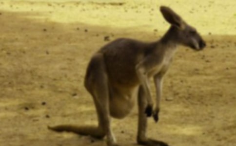 小班體育游戲教案《小袋鼠找媽媽》