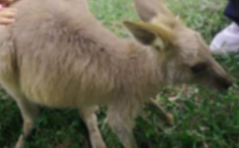 中班體育活動袋鼠跳教案(通用10篇)