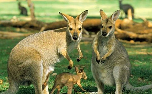 ����w�������������̰�