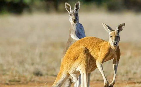 大班體育《袋鼠寶寶運皮球》教案