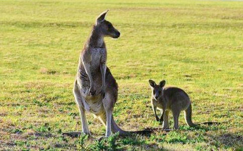 小班體育游戲袋鼠媽媽教案