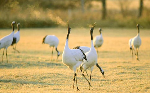 美麗的丹頂鶴(1)