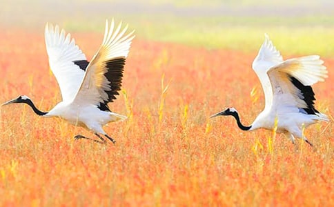 丹頂鶴作文400字(通用44篇)