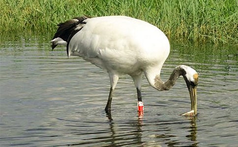 關(guān)于《美麗的丹頂鶴》教學(xué)教案