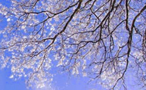 (必備)寫景冬天的作文