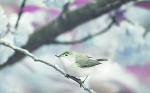 保護(hù)動植物從我們做起作文