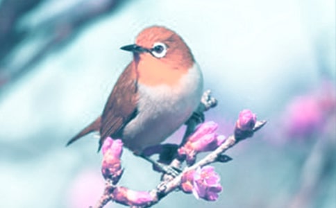 Ұ����(d��ng)ֲ�ﱣ�o(h��)����(b��o)�����x9ƪ��