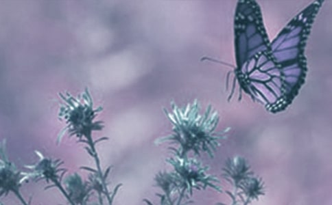 小班科學(xué)活動(dòng)植物教案