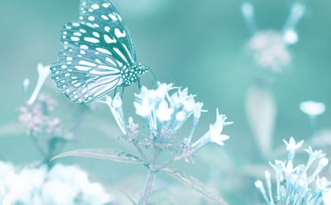 寫動植物的作文