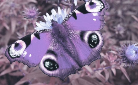 �^���(d��ng)ֲ����ӛģ��R��10ƪ